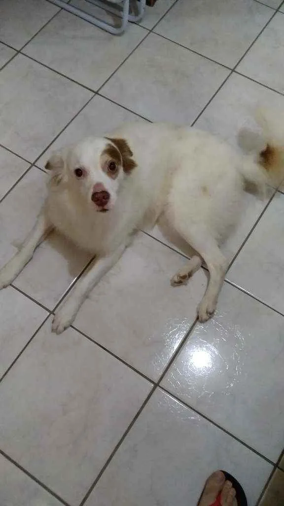 Cachorro ra a SEM RAÇA DEFINIDA VIRA LATAS idade 6 ou mais anos nome GURIZINHO