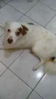 GURIZINHO