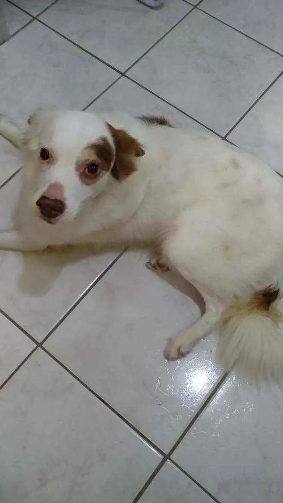 Cachorro ra a SEM RAÇA DEFINIDA VIRA LATAS idade 6 ou mais anos nome GURIZINHO