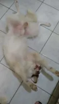 GURIZINHO