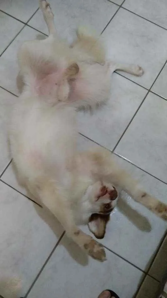 Cachorro ra a SEM RAÇA DEFINIDA VIRA LATAS idade 6 ou mais anos nome GURIZINHO