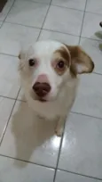 GURIZINHO