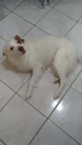 GURIZINHO