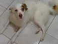 GURIZINHO