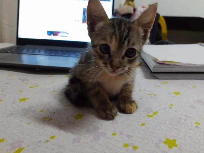Gato raça  idade Abaixo de 2 meses nome Sem nome