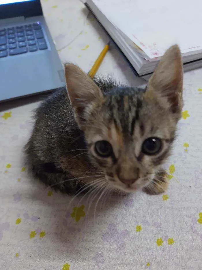 Gato raça  idade Abaixo de 2 meses nome Sem nome