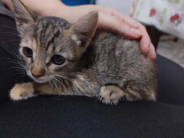 Gato raça  idade Abaixo de 2 meses nome Sem nome