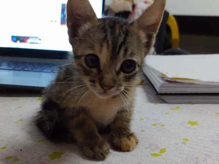 Gato raça  idade Abaixo de 2 meses nome Sem nome