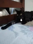Gatinho