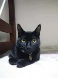 Gatinho