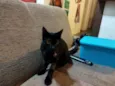 Gatinho
