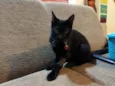 Gatinho