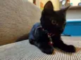 Gatinho