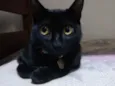 Gatinho