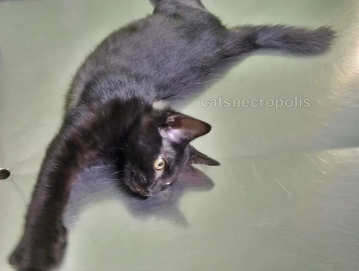 Gato raça srd idade 2 a 6 meses nome pretinho