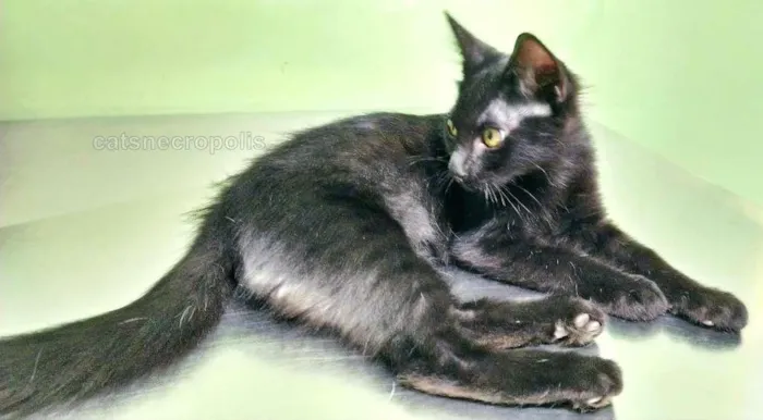 Gato raça srd idade 2 a 6 meses nome pretinho