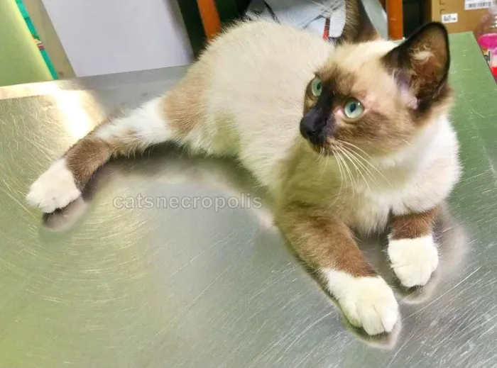 Gato raça srd idade 2 a 6 meses nome Menininha