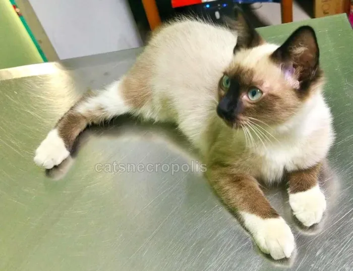 Gato raça srd idade 2 a 6 meses nome Menininha