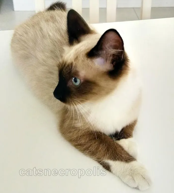 Gato raça srd idade 2 a 6 meses nome Menininha