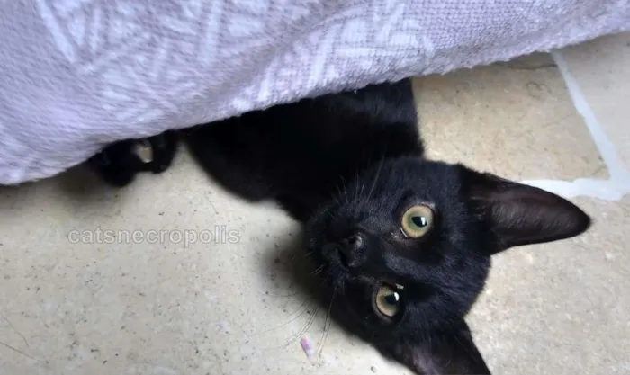 Gato raça srd idade 2 a 6 meses nome Filhote