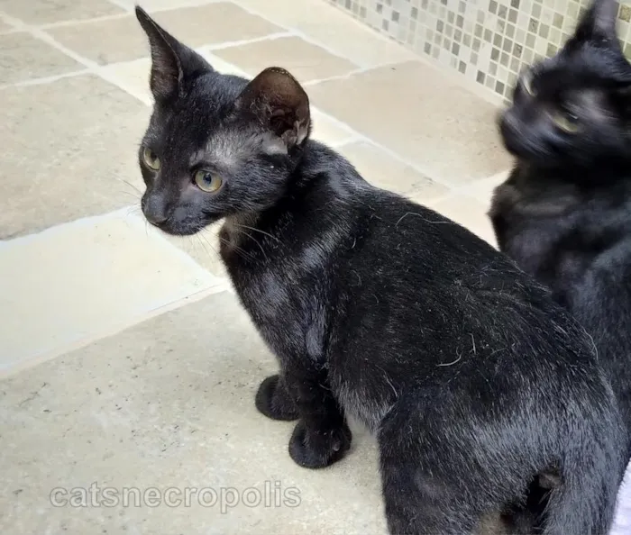 Gato raça srd idade 2 a 6 meses nome Filhote