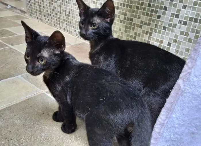 Gato raça srd idade 2 a 6 meses nome Filhote