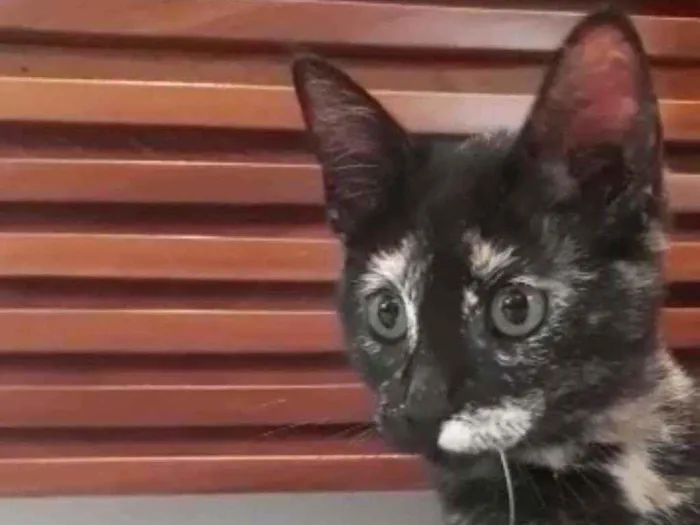Gato ra a S.R.D. idade 2 a 6 meses nome Maria