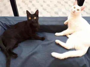 Gato raça S.R.D. idade 7 a 11 meses nome Zezé Mota e Rod Stew