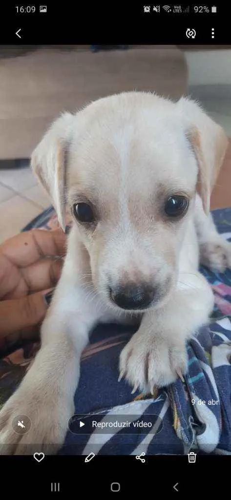 Cachorro ra a Vira lada idade Abaixo de 2 meses nome Lady
