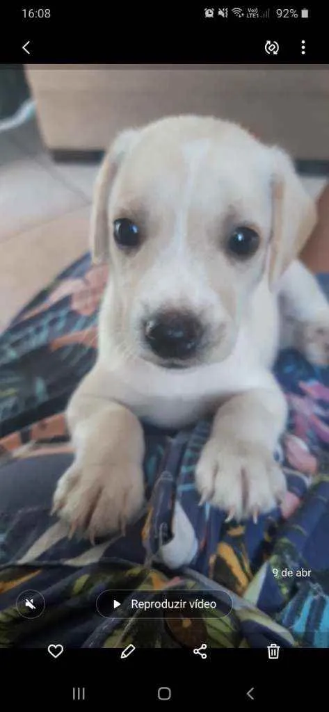Cachorro ra a Vira lada idade Abaixo de 2 meses nome Lady