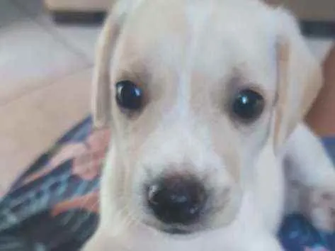 Cachorro ra a Vira lada idade Abaixo de 2 meses nome Lady
