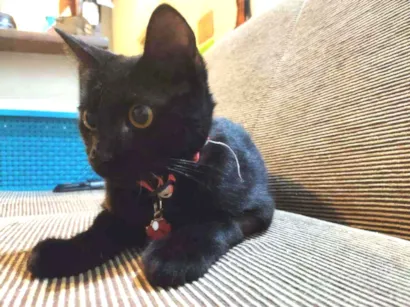 Gato raça SRD idade 7 a 11 meses nome Gatinho