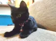 Gatinho