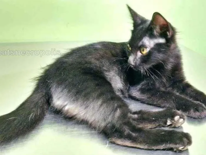 Gato raça srd idade 2 a 6 meses nome pretinho