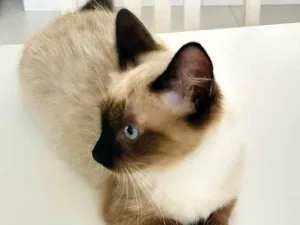 Gato raça srd idade 2 a 6 meses nome Menininha