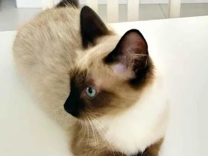 Gato raça srd idade 2 a 6 meses nome Menininha