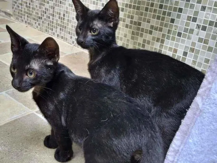 Gato raça srd idade 2 a 6 meses nome Filhote