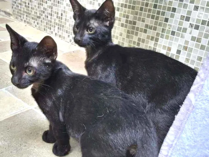 Gato raça srd idade 2 a 6 meses nome Filhote