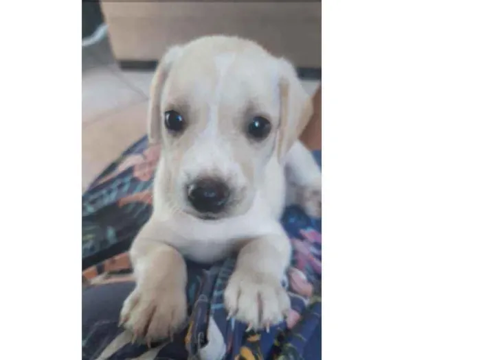 Cachorro ra a Vira lada idade Abaixo de 2 meses nome Lady