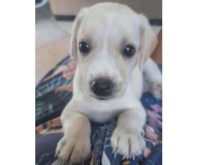 Cachorro ra a Vira lada idade Abaixo de 2 meses nome Lady