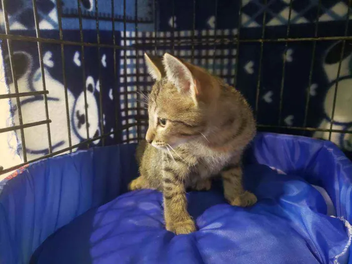 Gato raça Srd idade 2 a 6 meses nome Valentim