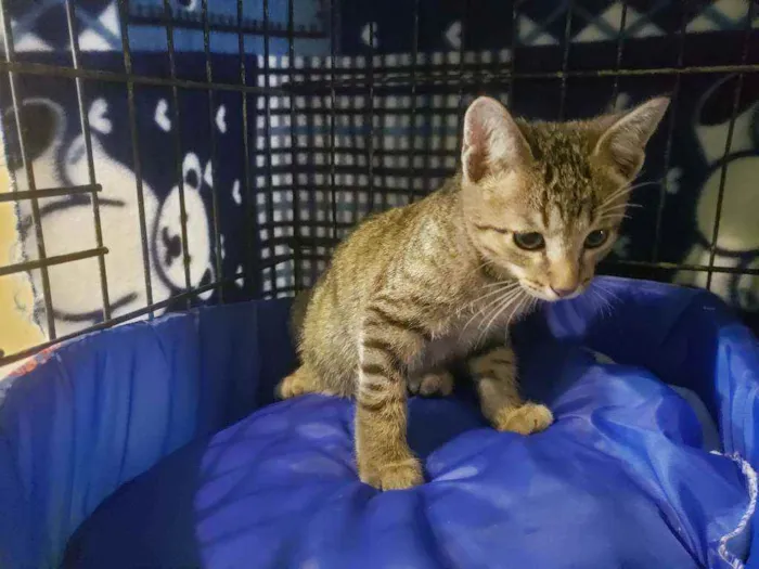 Gato raça Srd idade 2 a 6 meses nome Valentim