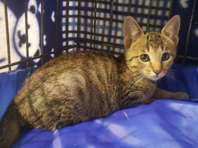 Gato raça Srd idade 2 a 6 meses nome Valentim