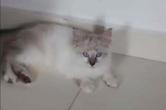 Gato ra a SRD idade 2 a 6 meses nome ..........