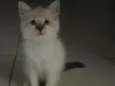 ..........