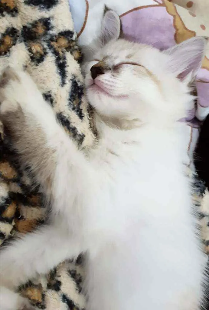 Gato ra a SRD idade 2 a 6 meses nome ..........