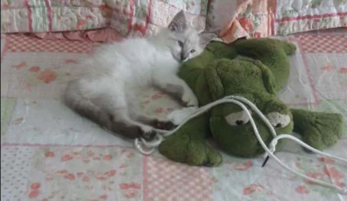 Gato ra a SRD idade 2 a 6 meses nome ..........