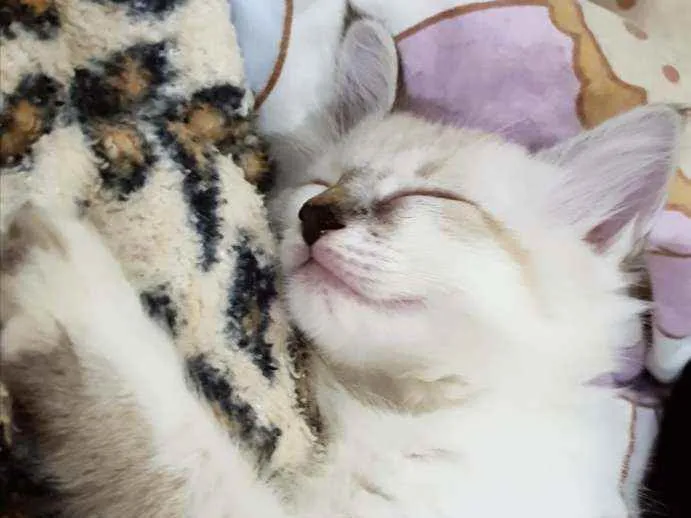 Gato ra a SRD idade 2 a 6 meses nome ..........