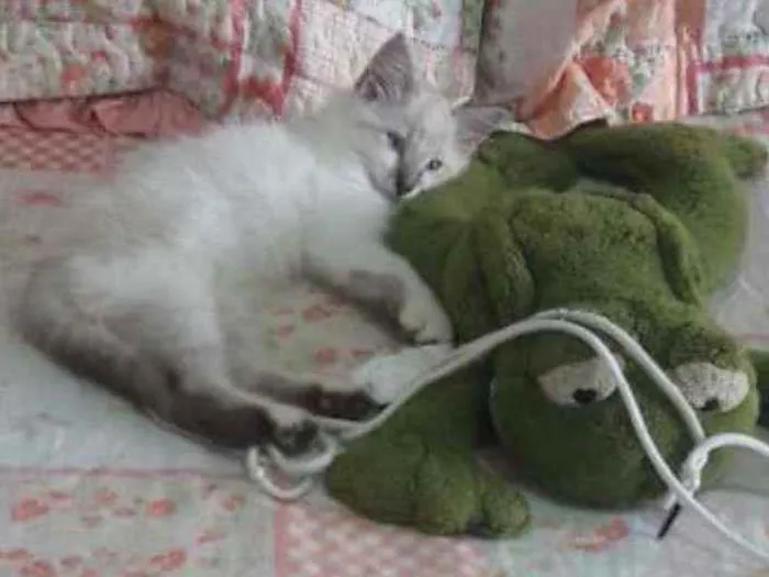 Gato ra a SRD idade 2 a 6 meses nome ..........