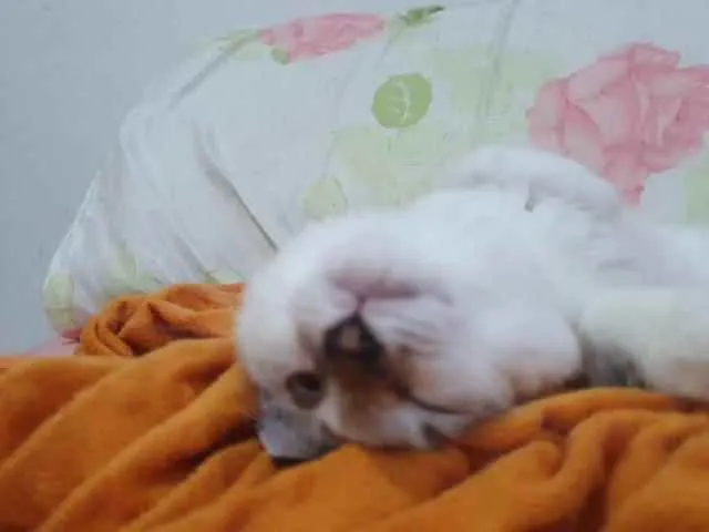 Gato ra a SRD idade 2 a 6 meses nome ..........